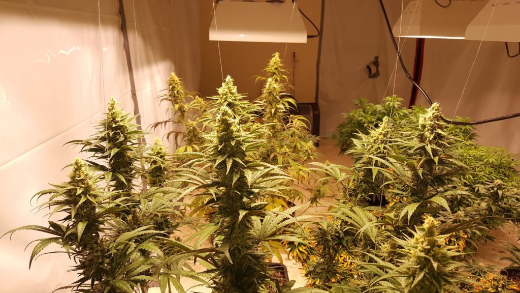 Cannabis GrowBox